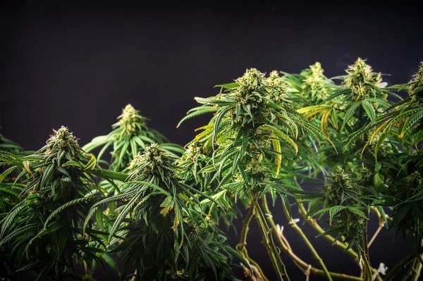 Bien choisir son huile de chanvre : tout ce que vous devez savoir